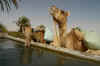 camels drinking at the oasis.jpg (95879 bytes)